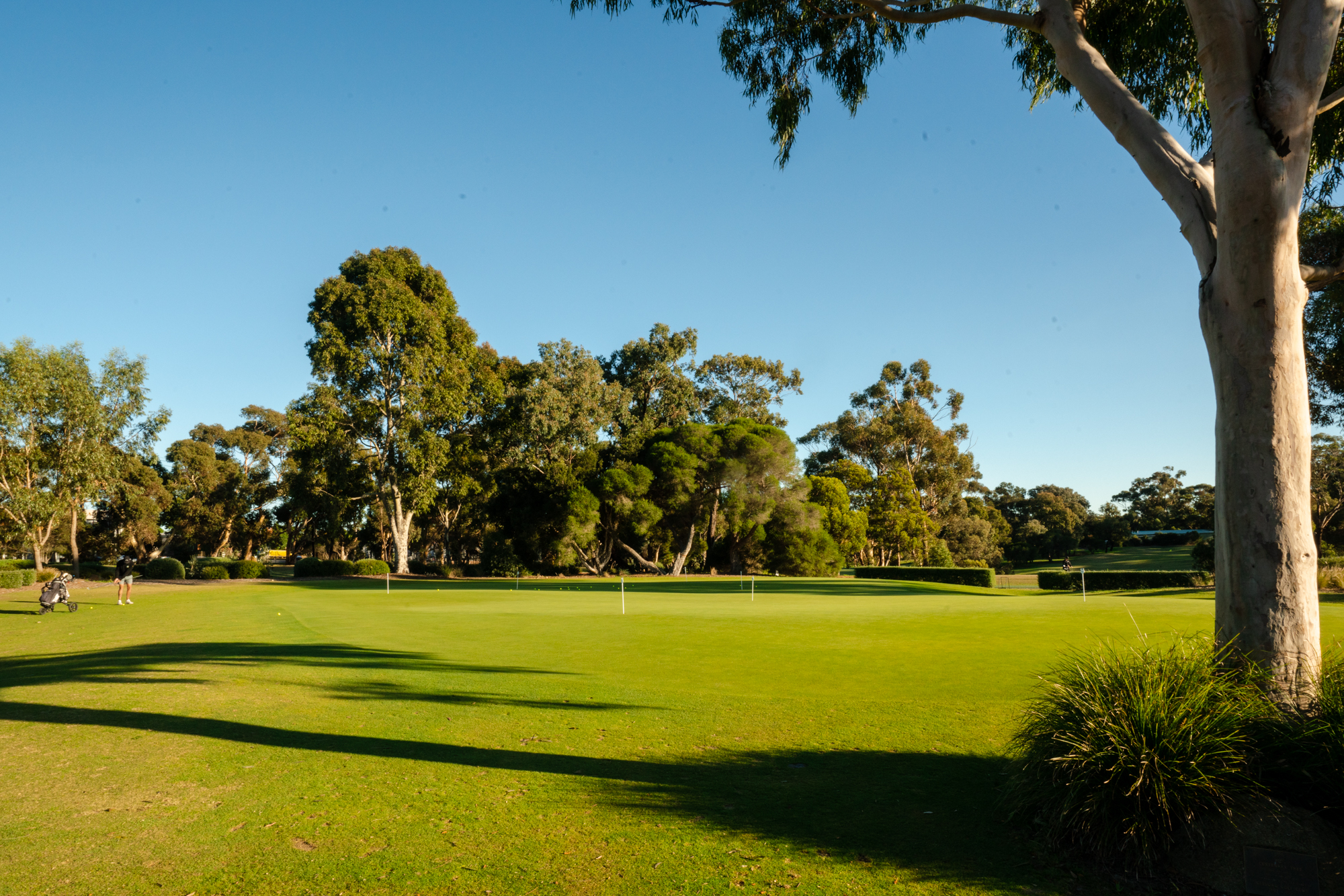 Featured is the Geelong Golf Club grass. Trees are in the background and it is a blue clear sky day. The golf course appears empty.